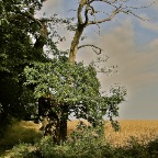 20110802 Kastanje op de grens van leven en dood, Le Muret