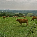 20110802 Limousin koeien, Le Muret